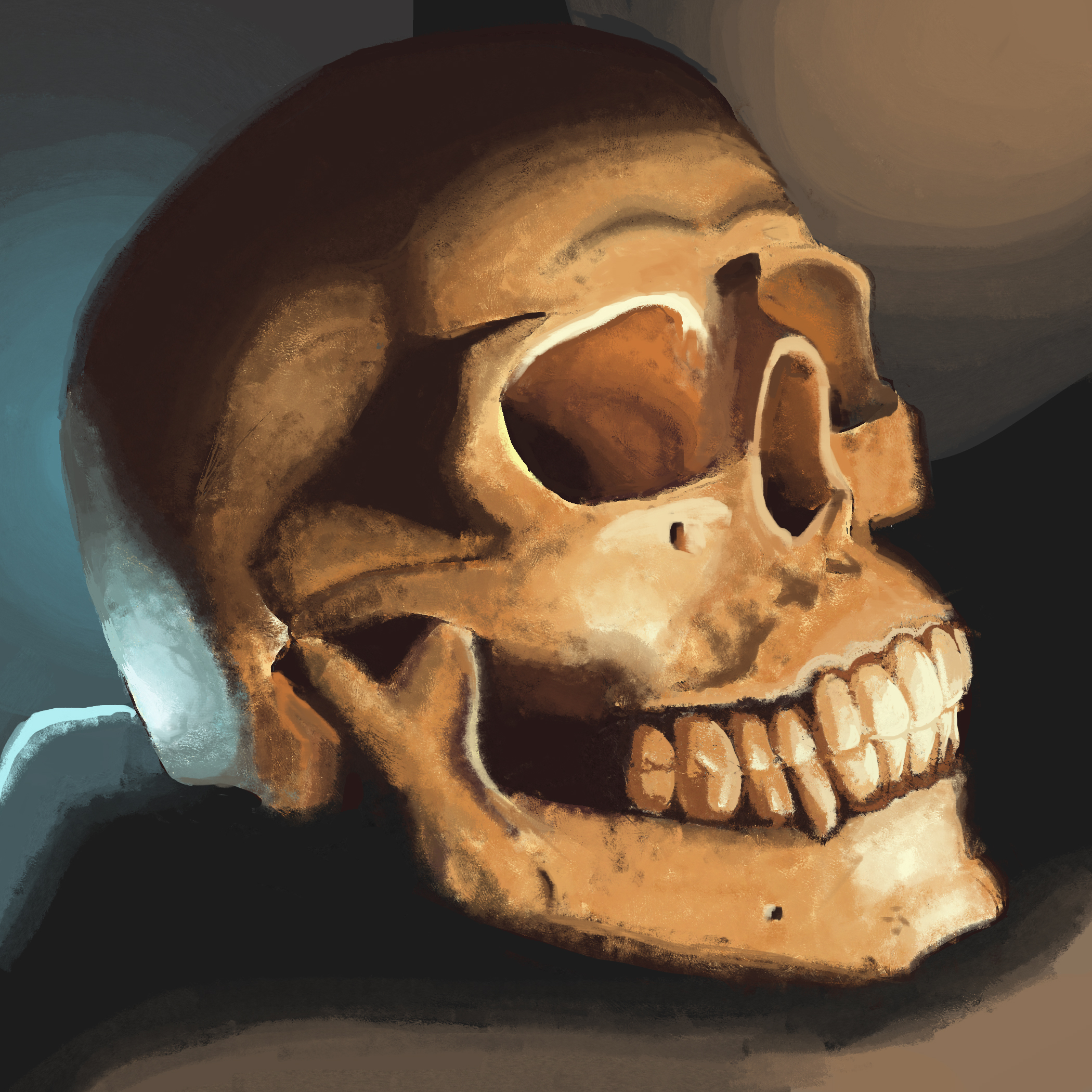 Skull Anatomy Study, digital